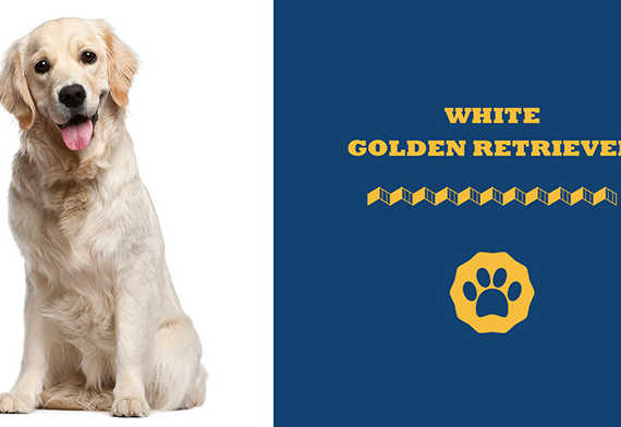 white golden retriever