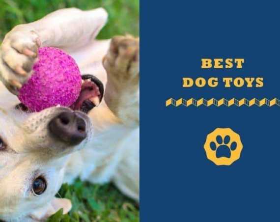 dog toys