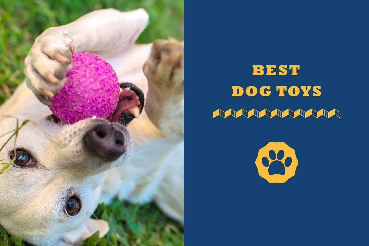 10 Best Dog Toys For Your Golden Retriever In 2023 Totally Goldens