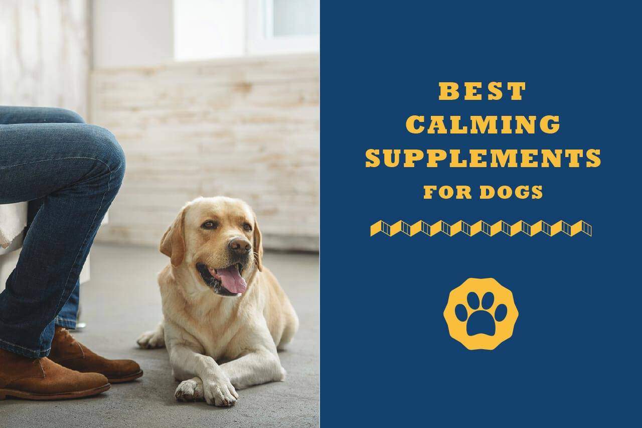 The 4 Best Calming Supplements for Dogs in 2022 Totally Goldens