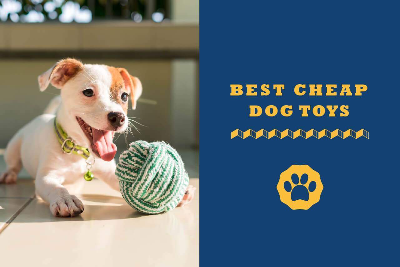 Best cheap dog toys 2023 totally goldens