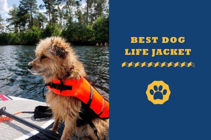 8 Best Golden Retriever Life Jacket In 2024 Totally Goldens