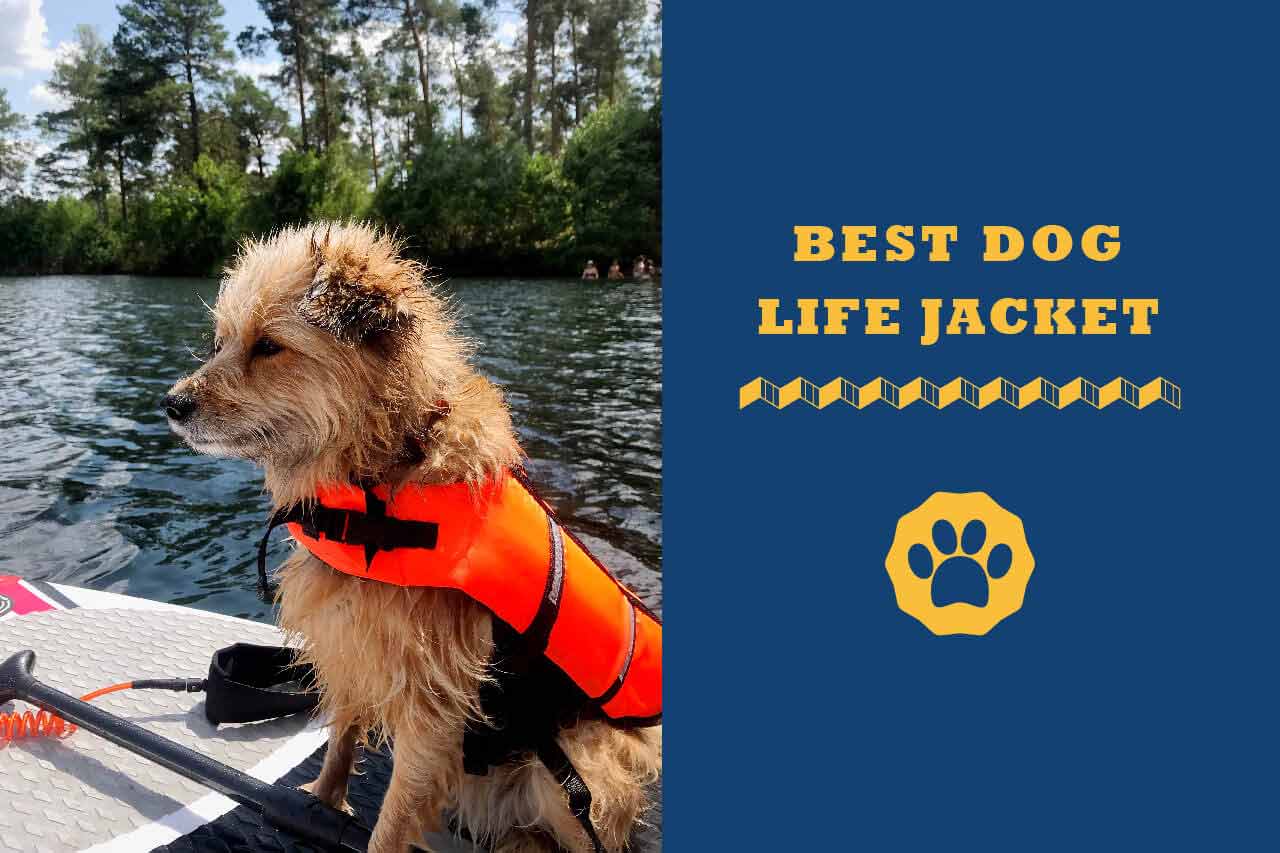 8 Best Golden Retriever Life Jacket In 2024 Totally Goldens