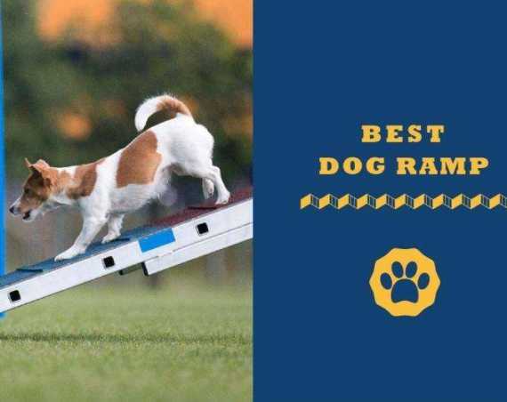 best dog ramp