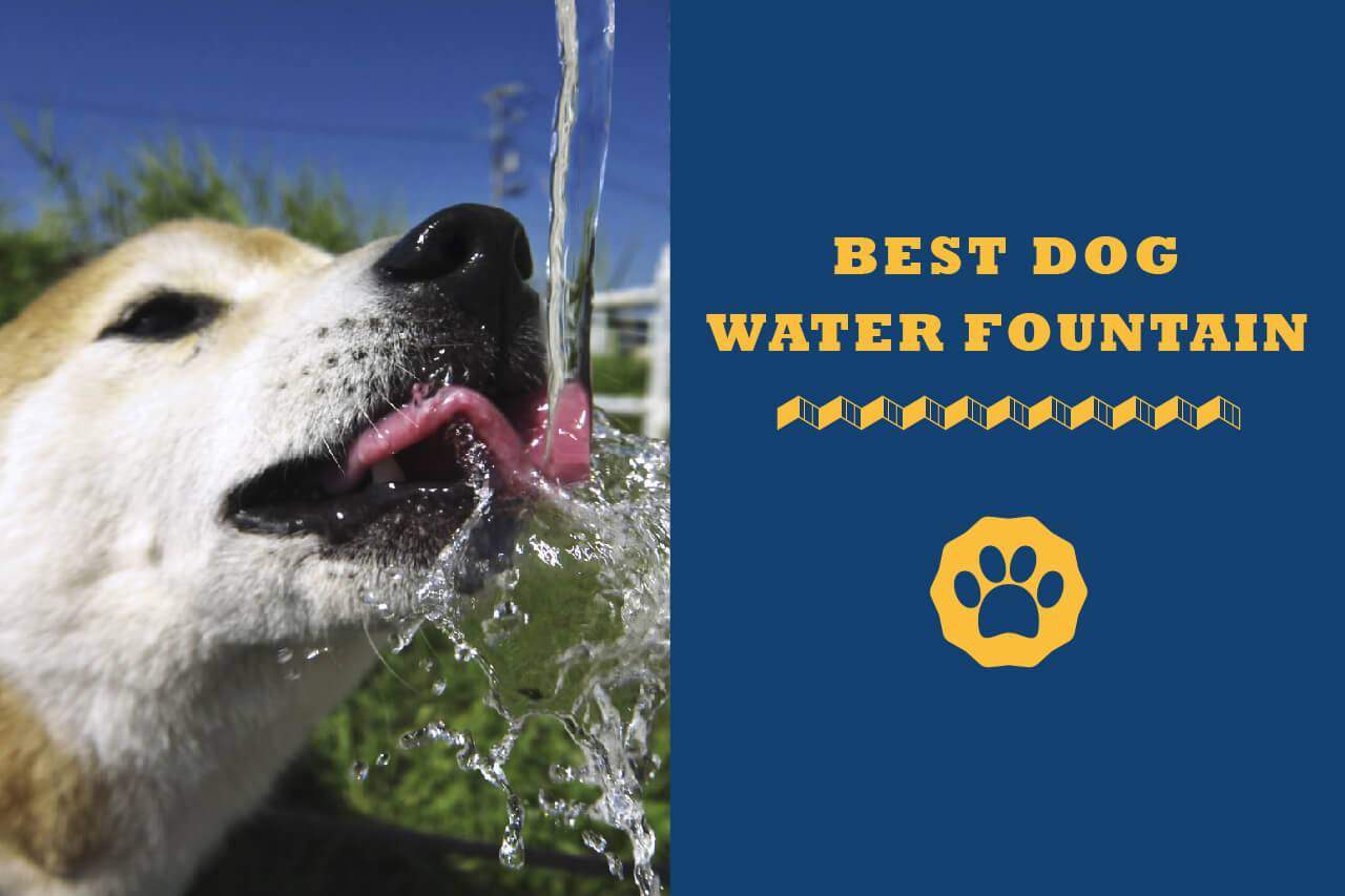 Best Dog Water Fountains In 2022 Totally Goldens