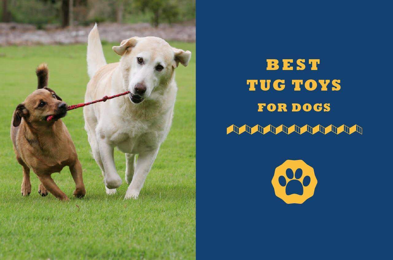 Best Tug Toys For Dogs in 2022 (Guide& Reviews) Totally Goldens