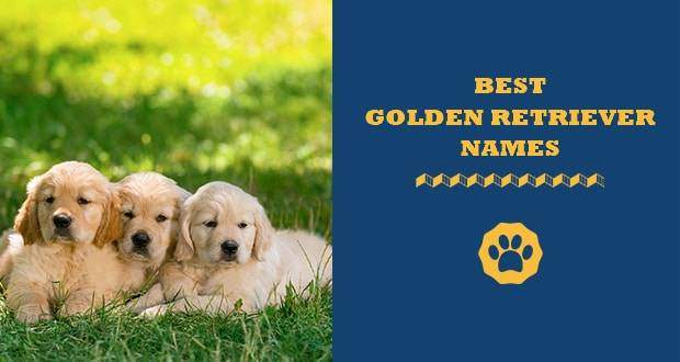 600 Best Golden Retriever Names Of 22 Totally Goldens