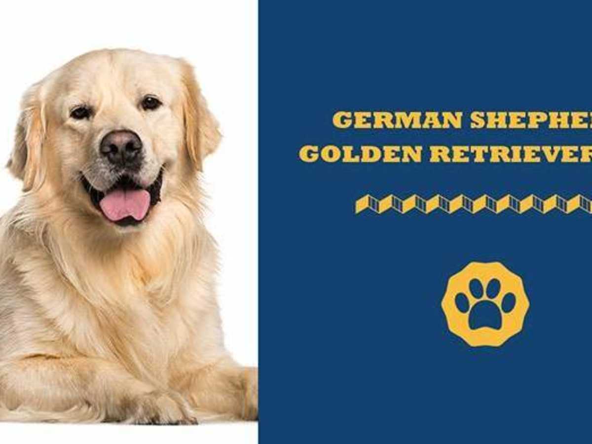 German Golden Retriever Mix – Your Guide