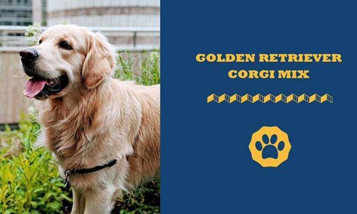 Golden Retriever Corgi Mix – This Cutest Mix
