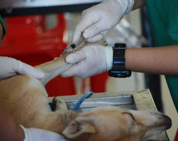 Pet First Aid Kit
