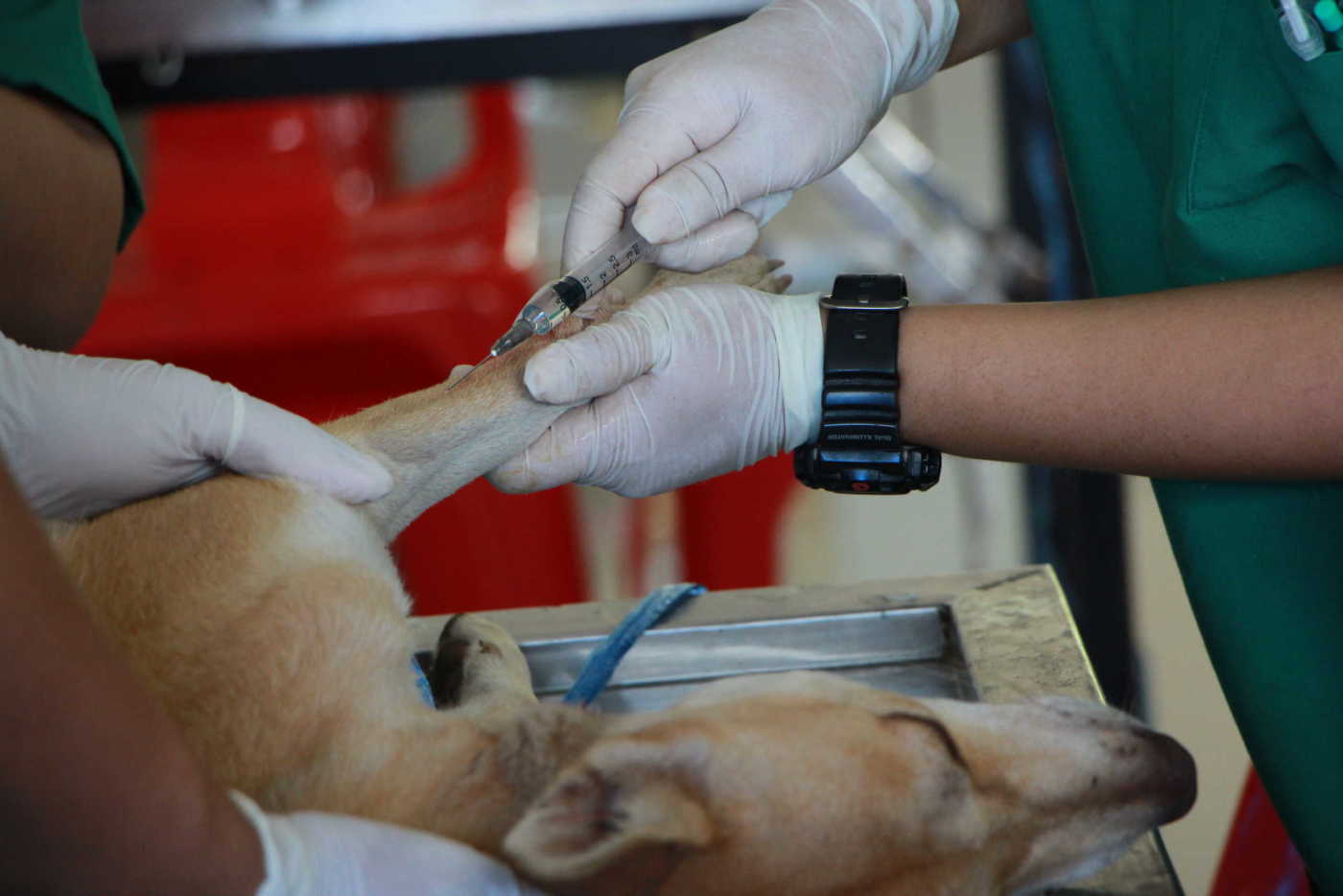 Pet First Aid Kit