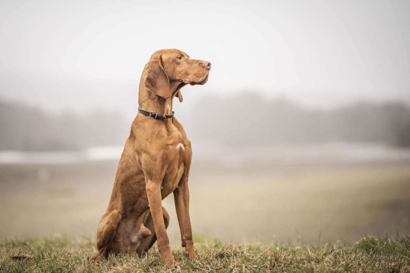 Golden retriever behavior puppy stages temperamnet personality