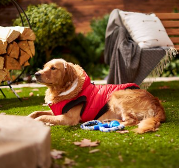 Top Winter Coats For Golden Retrievers Totally Goldens