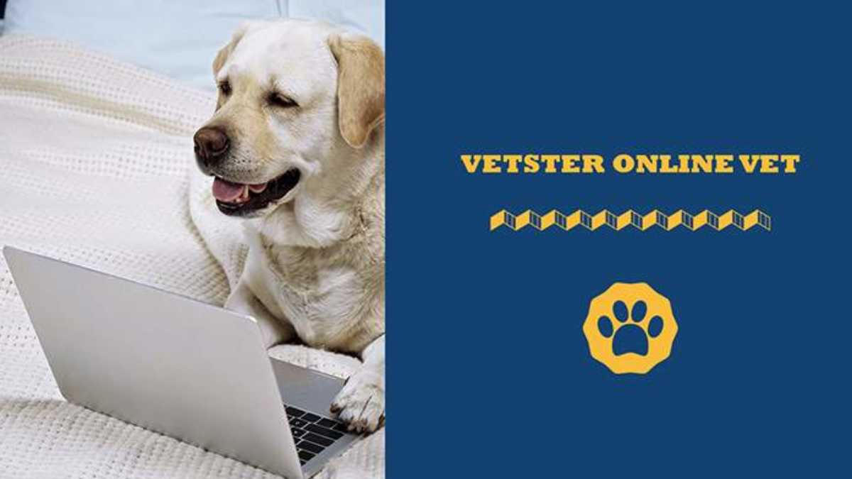 Top 5 Puzzles for Dogs - Vetster - Vetster