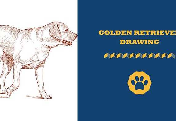 golden retriever drawing