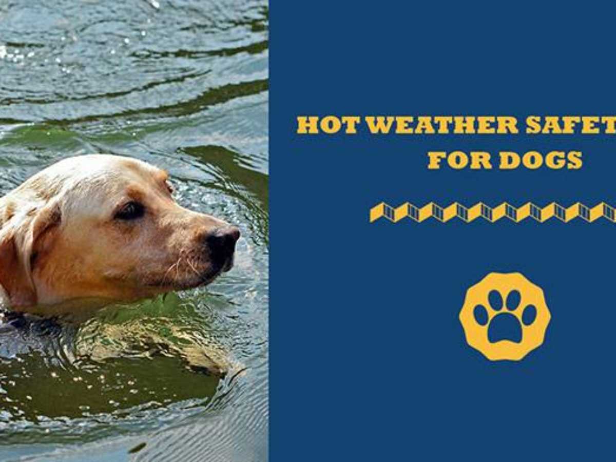 Can Puppies Be Outside In The Heat