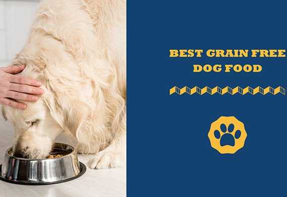 Image showcasing A Guide To The Best Puppy Food For Golden Retrievers [2022 ]