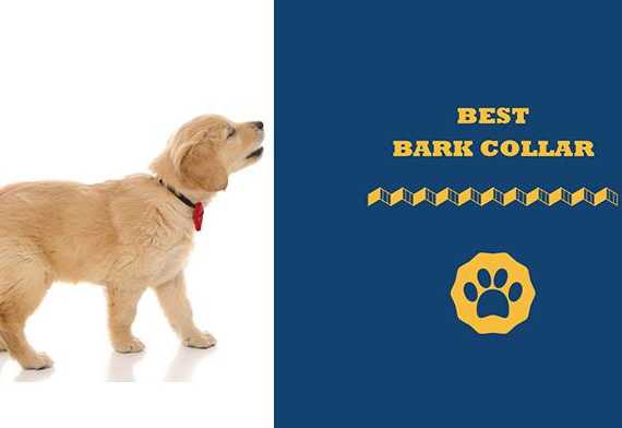 best bark collar