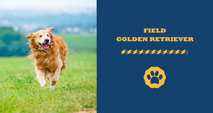 Field golden retriever