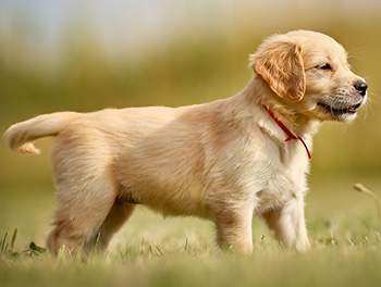 How Much Does A Golden Retriever Cost? The Complete 2024 Guide