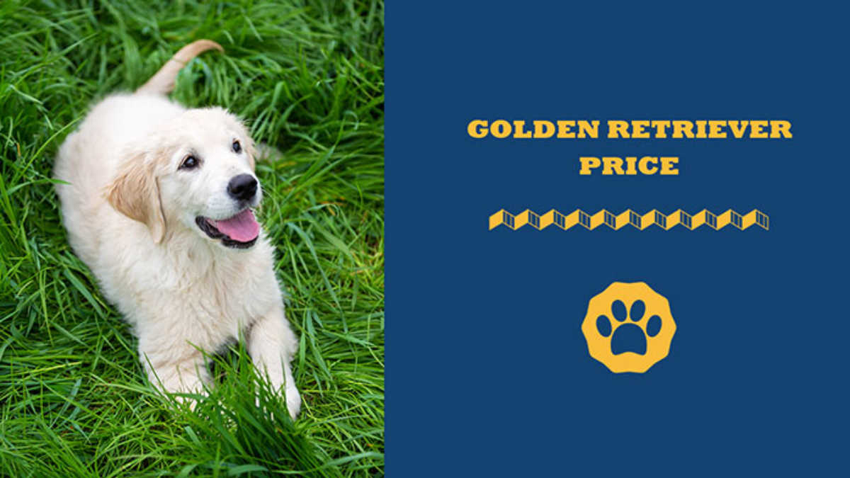 How Much Golden Retriever Cost