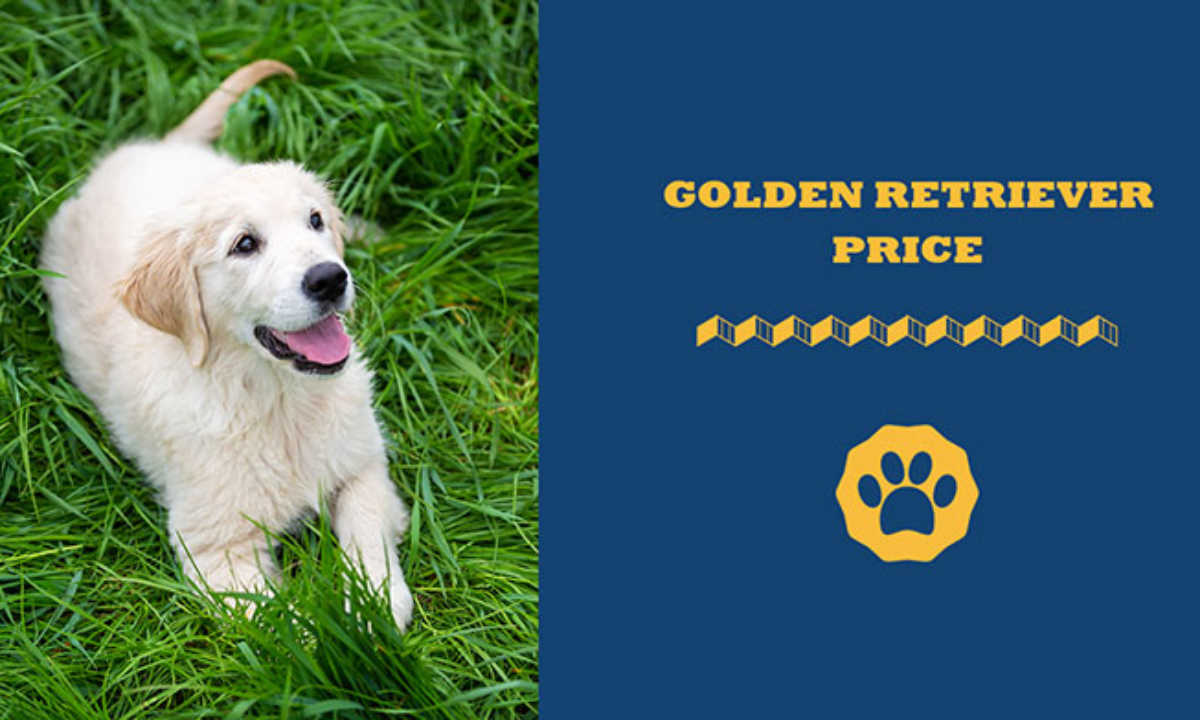 How Much Does A Golden Retriever Cost