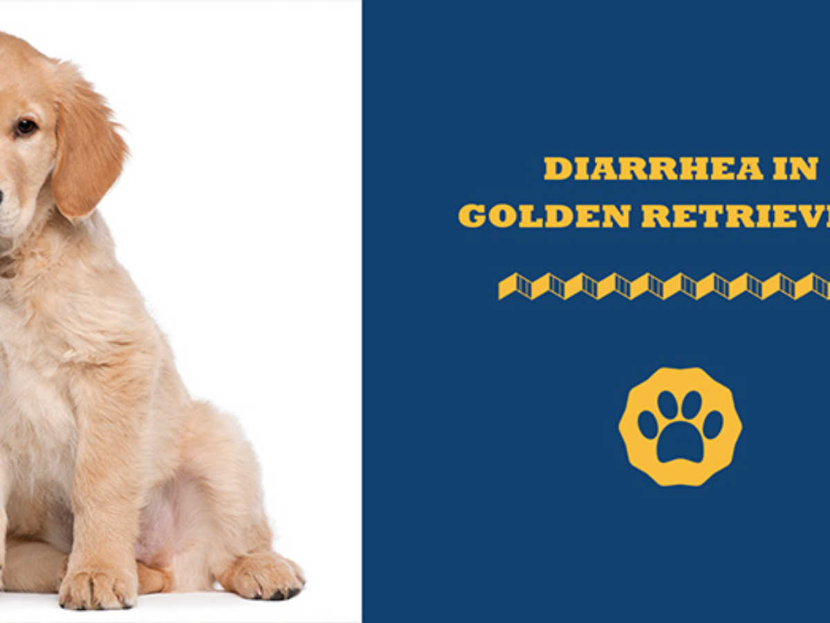 how long do puppies have diarrhea after food change
