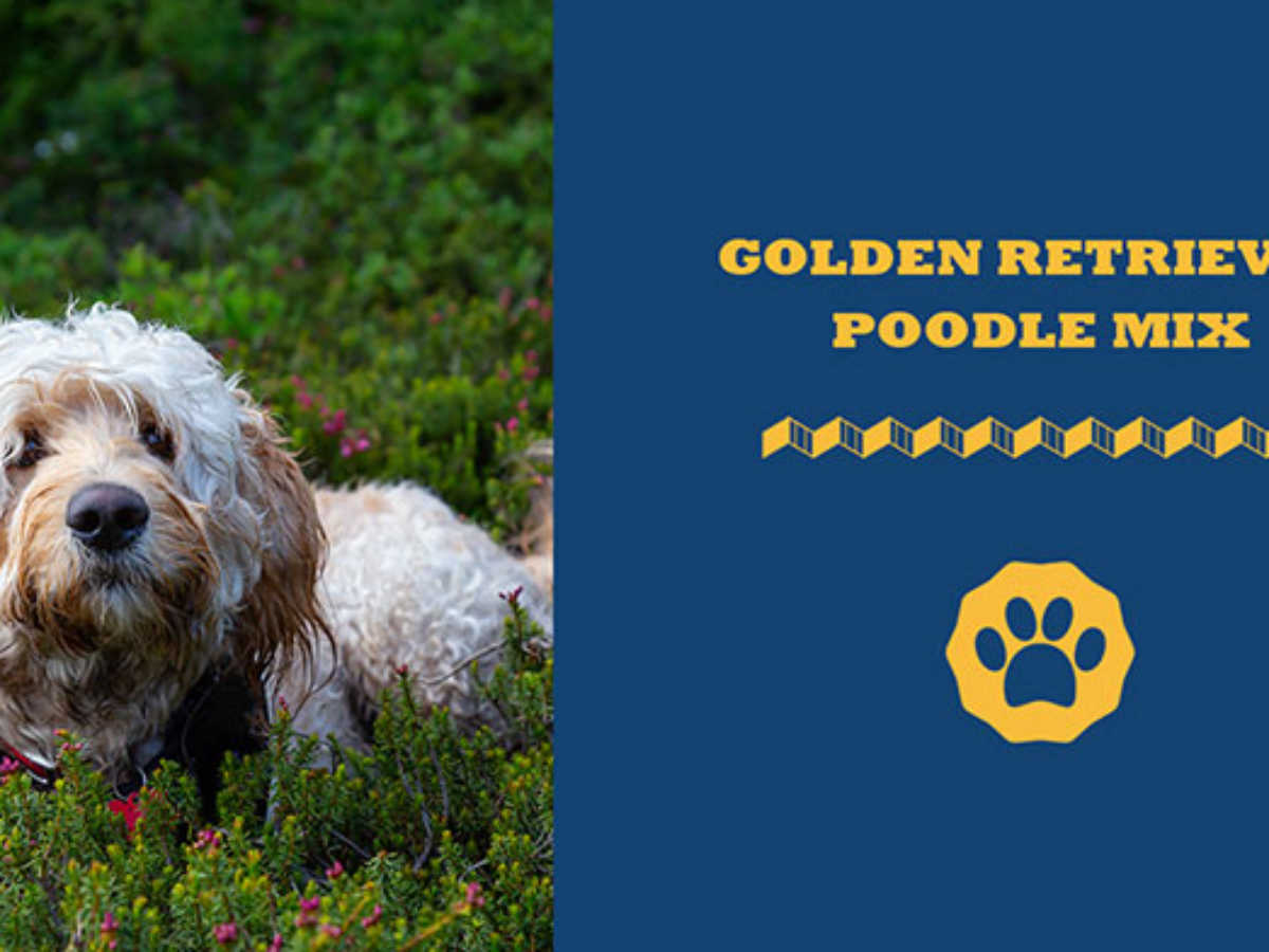 Everything Needed To Know About Golden Retriever Mix