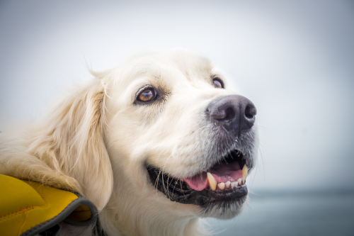 English Cream Golden Retriever