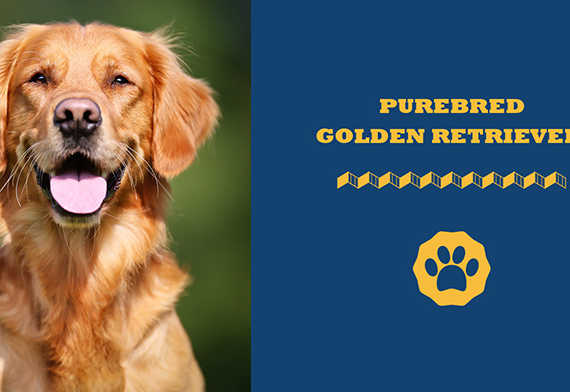 purebred golden retriever