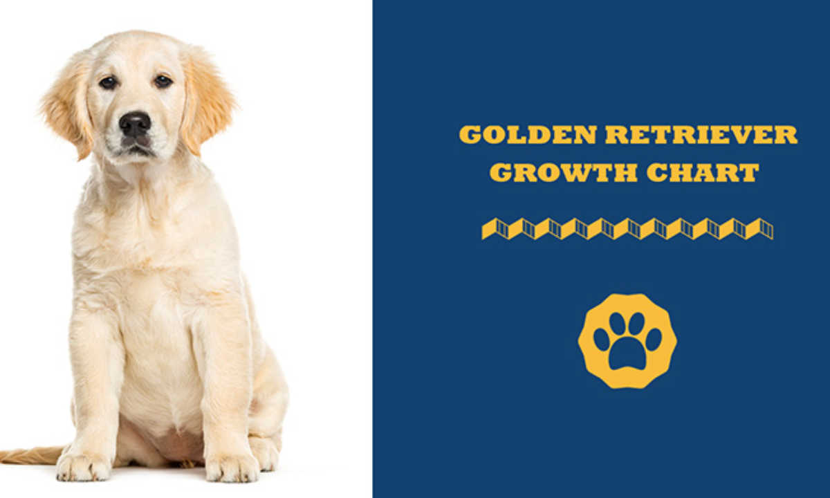 Golden Retriever Growth & Weight Chart - Puppy And Adult (2024)