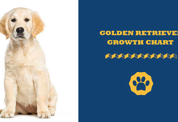 Golden Retriever Growth Chart