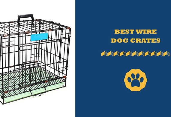 best wire dog crates