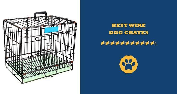 best wire dog crates