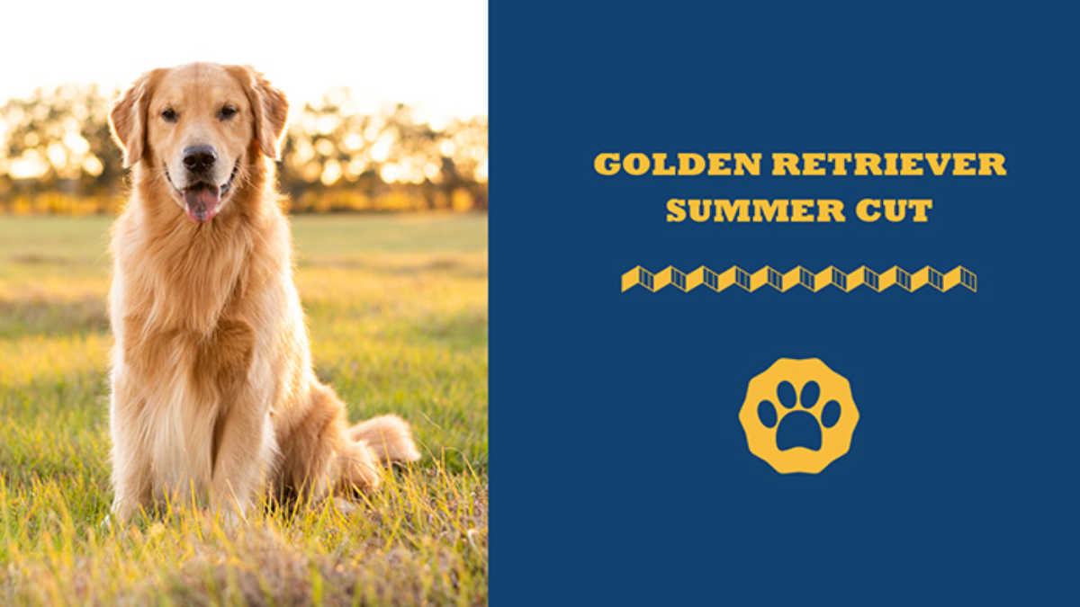 Do Golden Retrievers Need Haircuts