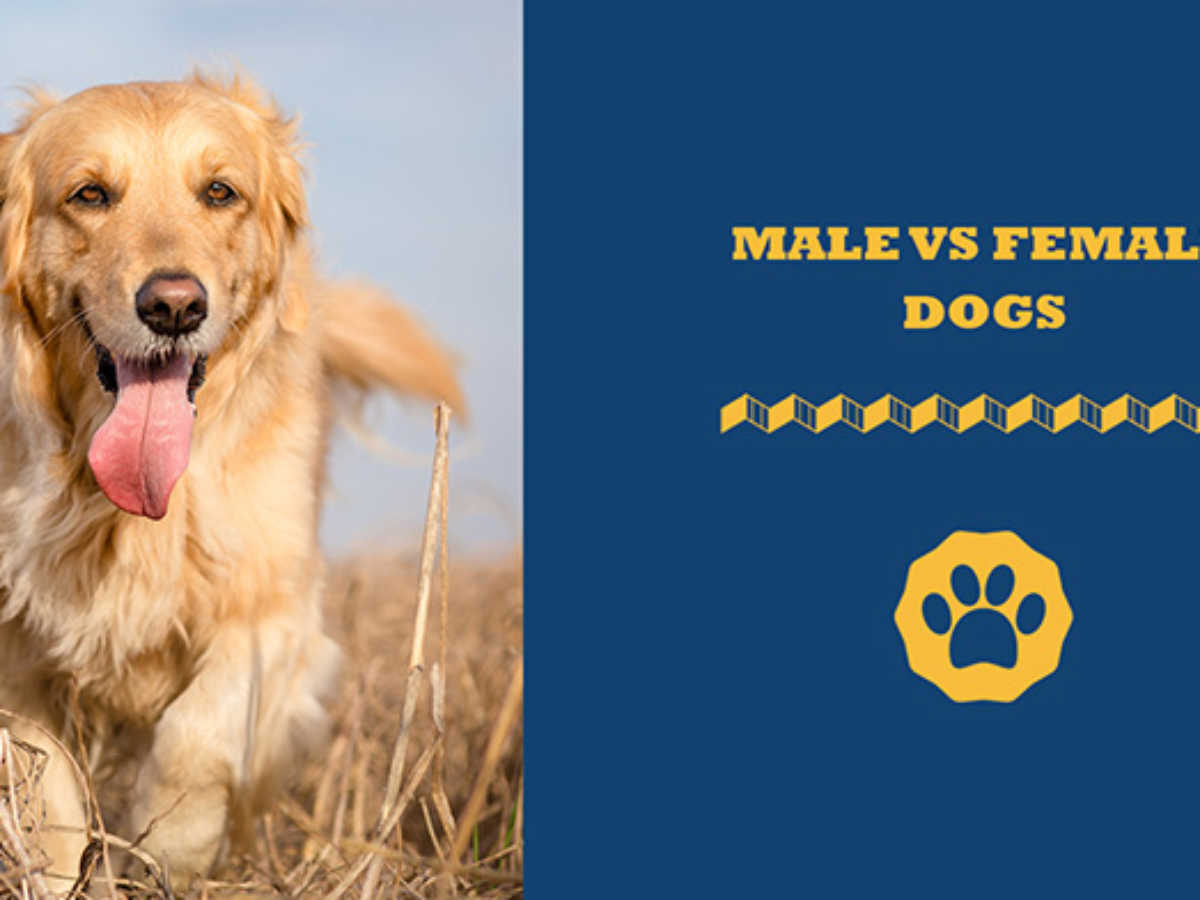 Whats The Difference Between Male And Female Dogs