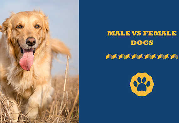 Male vs Female Dogs
