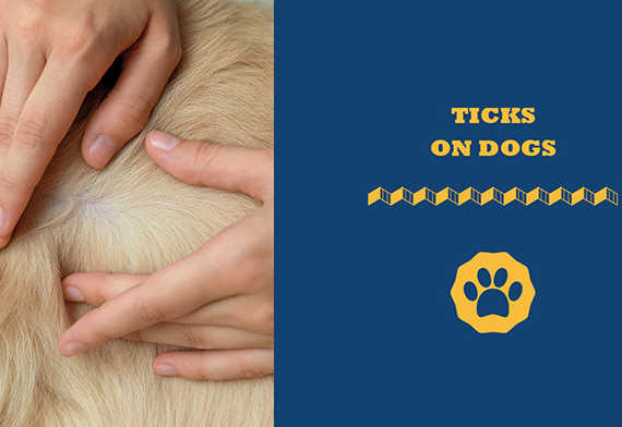 Ticks on Dogs