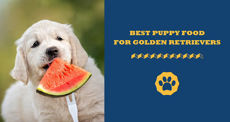 Golden Retriever Feeding Guide Australia