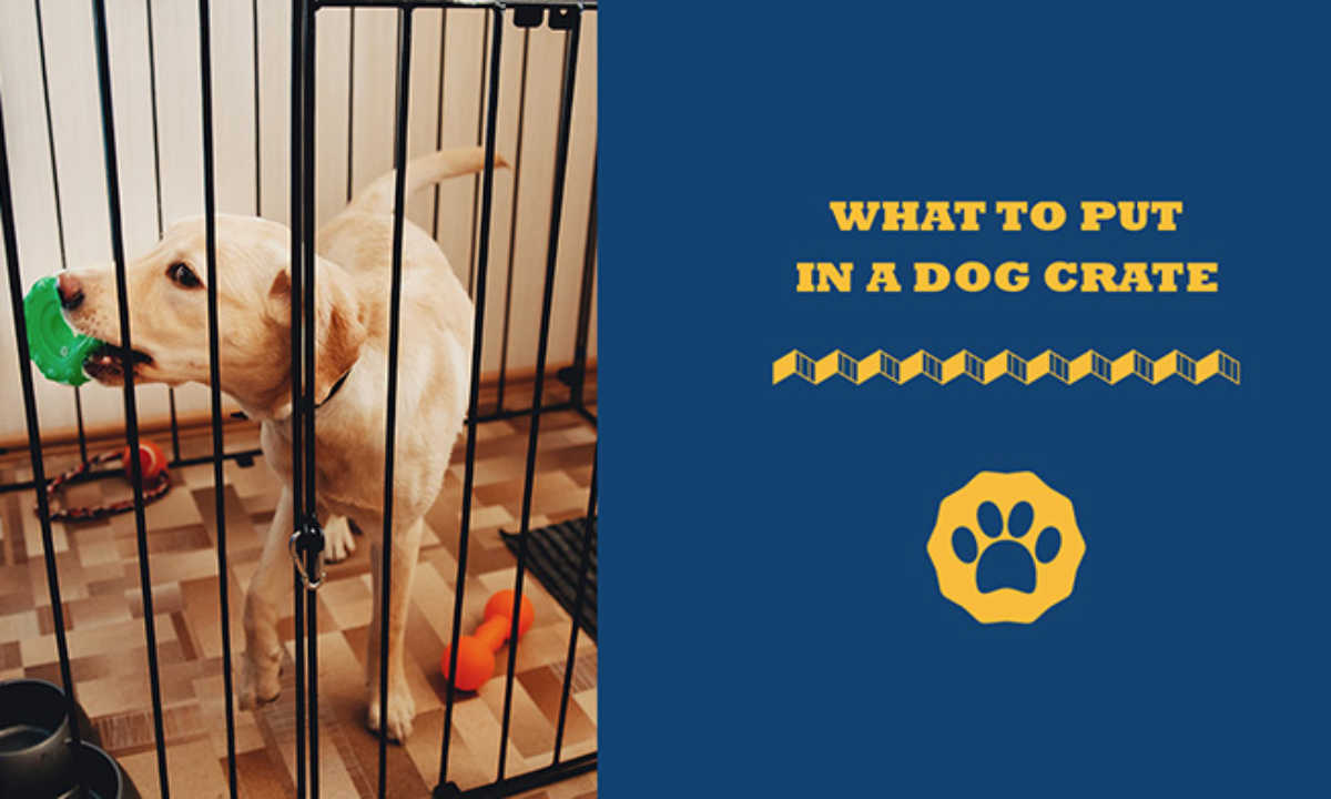 What Toys Are Safe To Leave In A Dog Crate