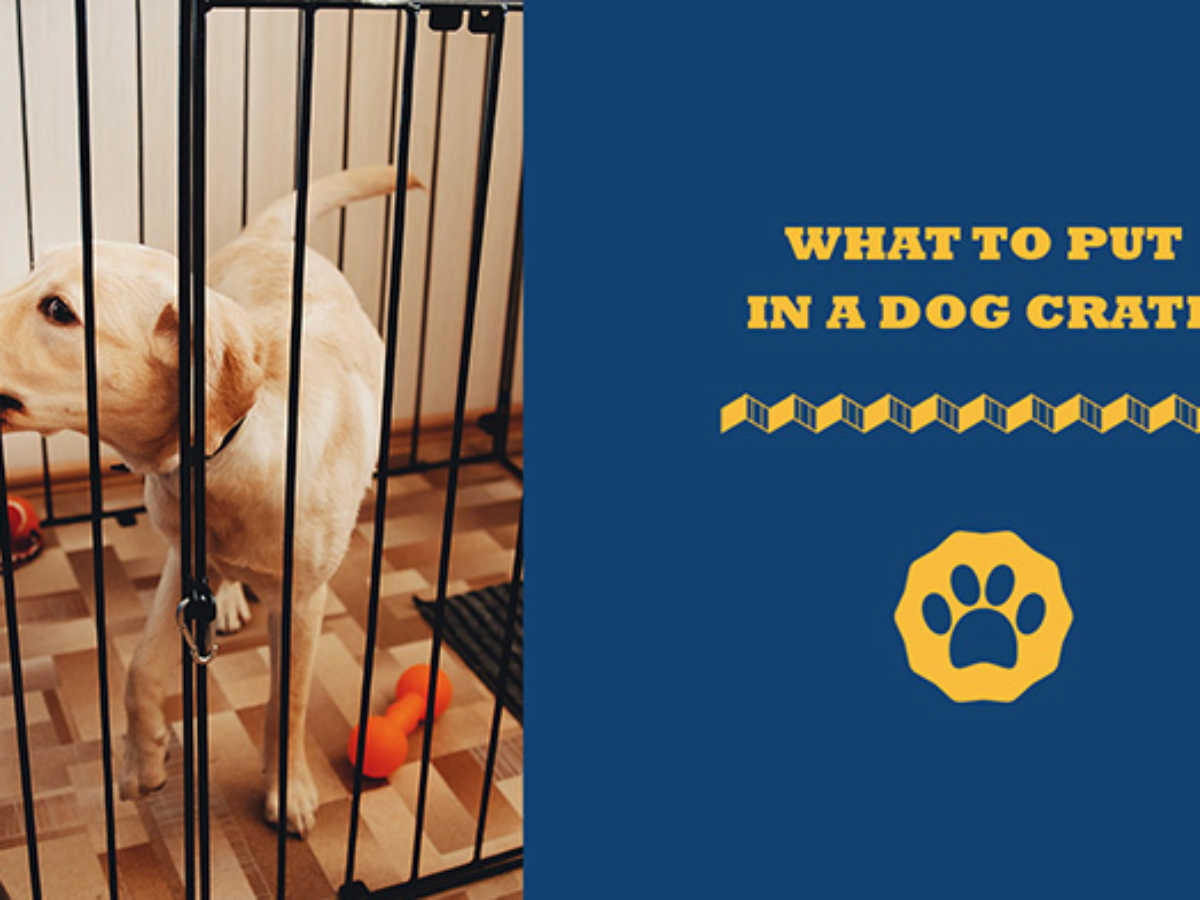 how long can you crate a dog for