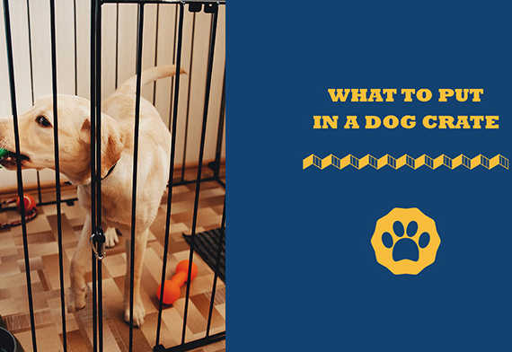 what to put in a dog crate