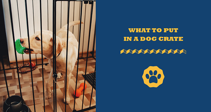 how long can you leave a dog in a crate