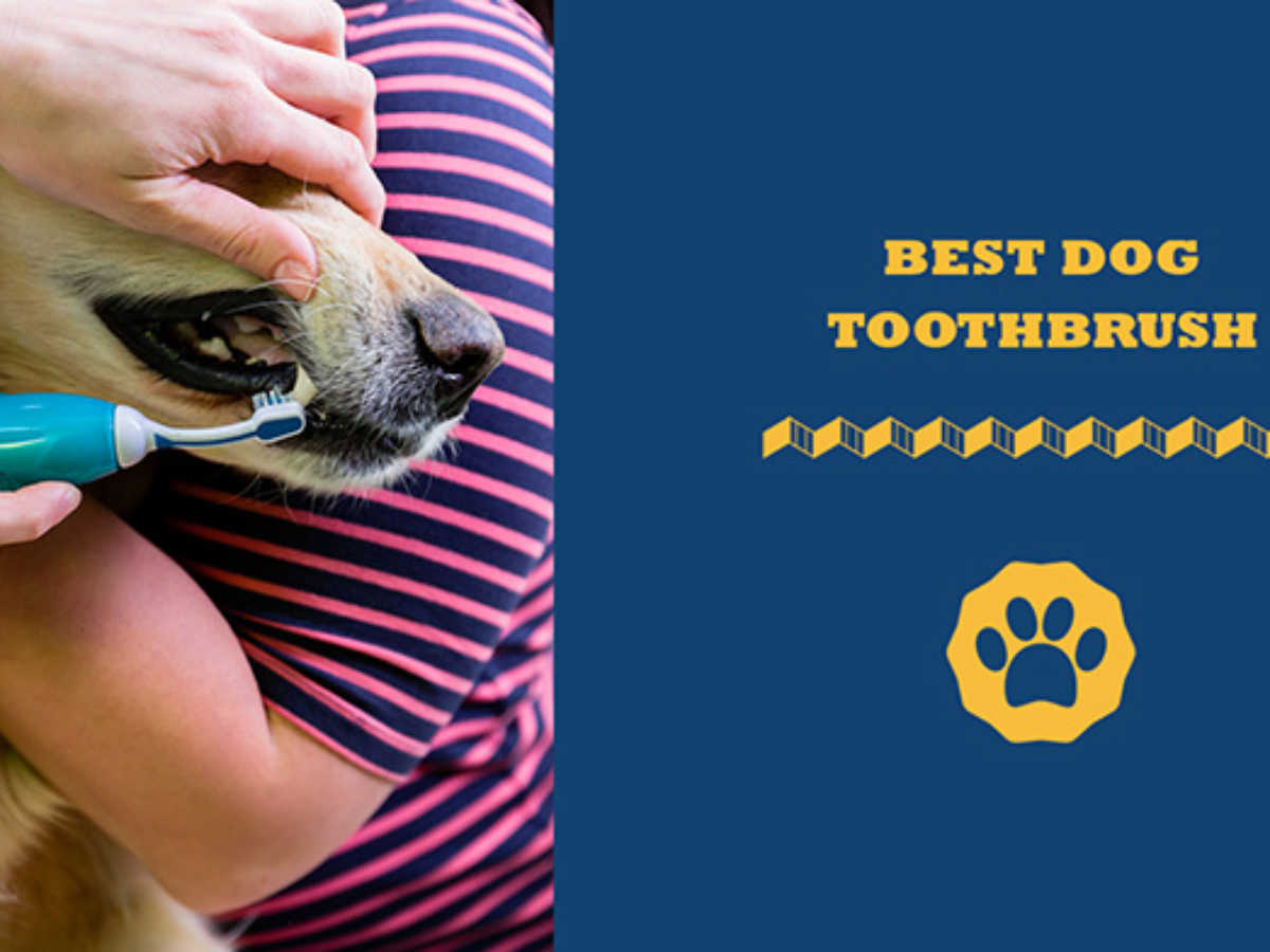 Best Dog Toothbrush Which One Is Right For Your Dog