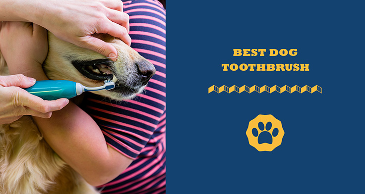 Best Dog Toothbrush