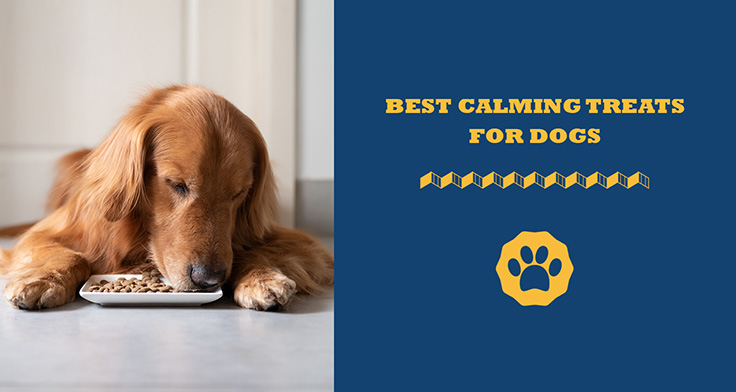 Best calming treats for dogs
