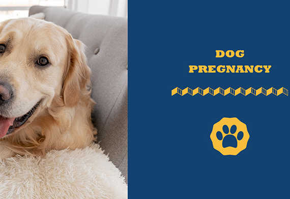 Dog Pregnancy