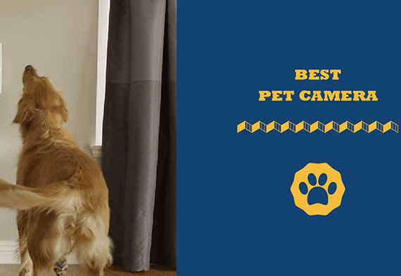 best pet camera