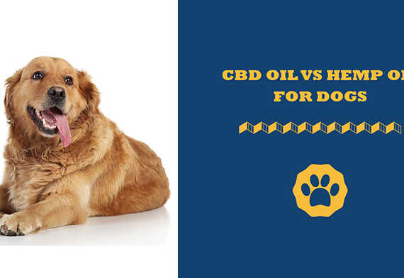 cbd oil vs hemp oil for dogs