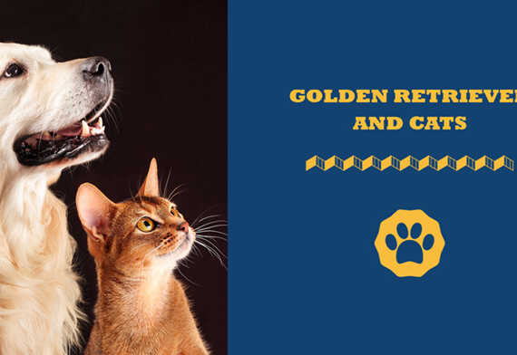 Golden Retriever And Cats